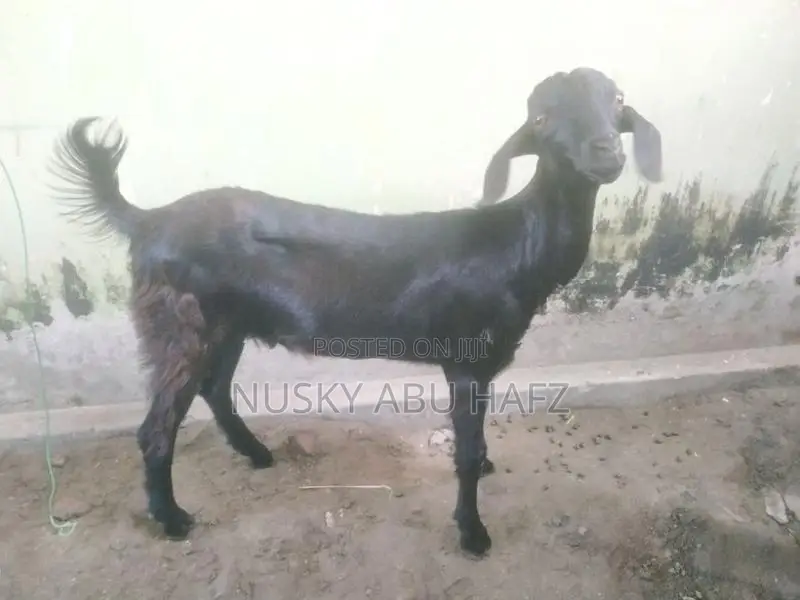 Farm Goats