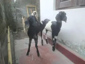 Farm Goats
