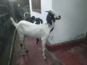 Farm Goats