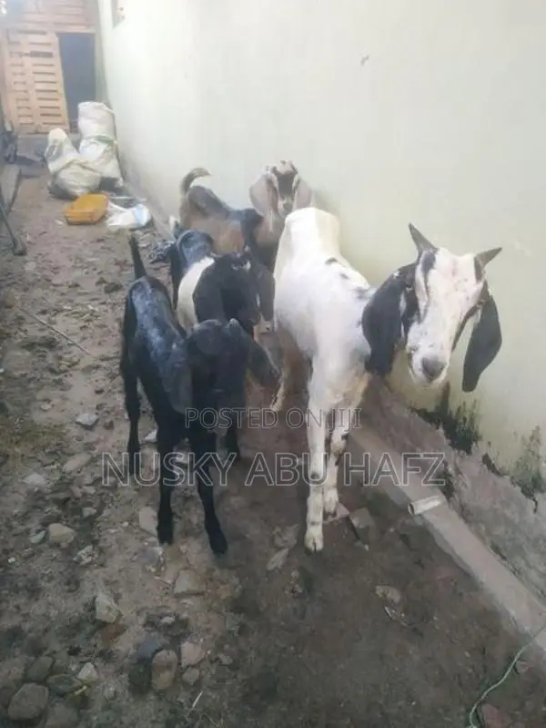 Farm Goats