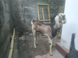 Farm Goats