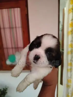 Shih Tzu Puppy