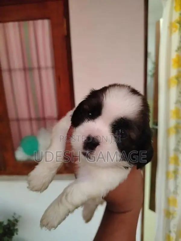 Shih Tzu Puppy