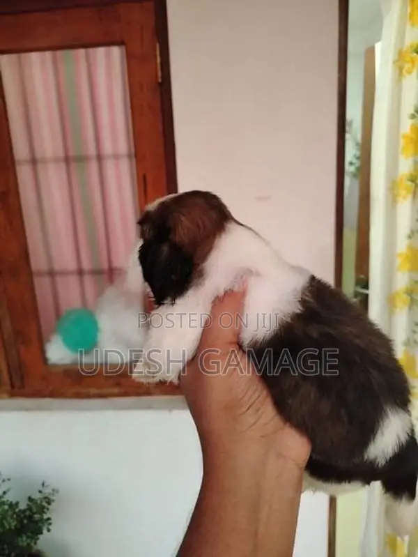 Shih Tzu Puppy