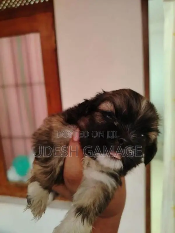Shih Tzu Puppy