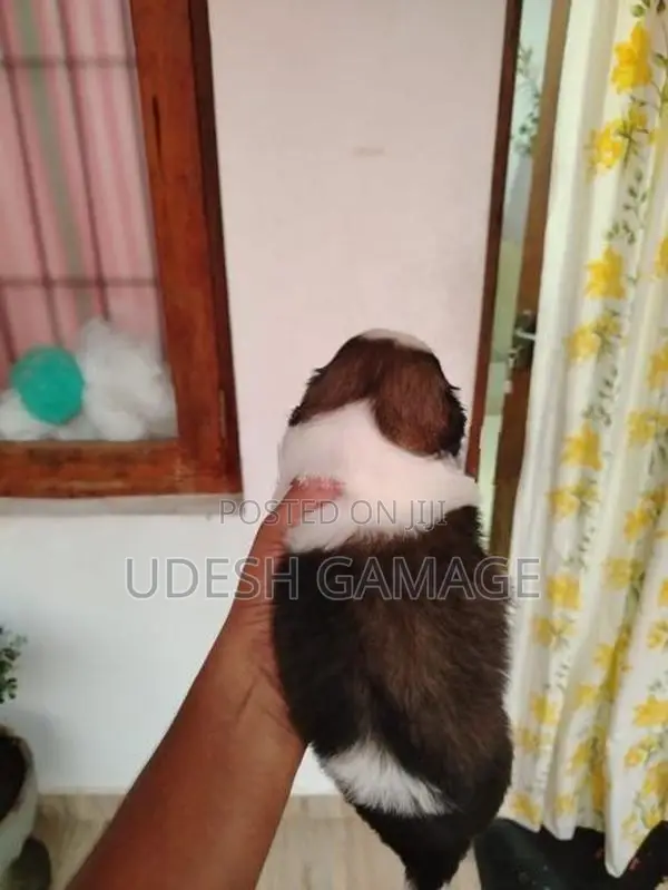 Shih Tzu Puppy