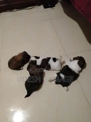 Shih Tzu Puppy