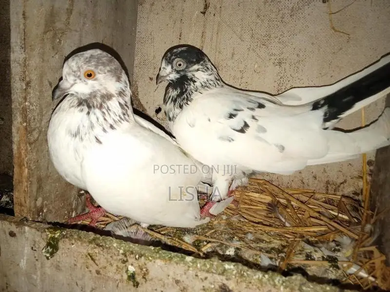 Pigeon