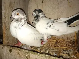 Pigeon