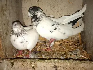 Pigeon