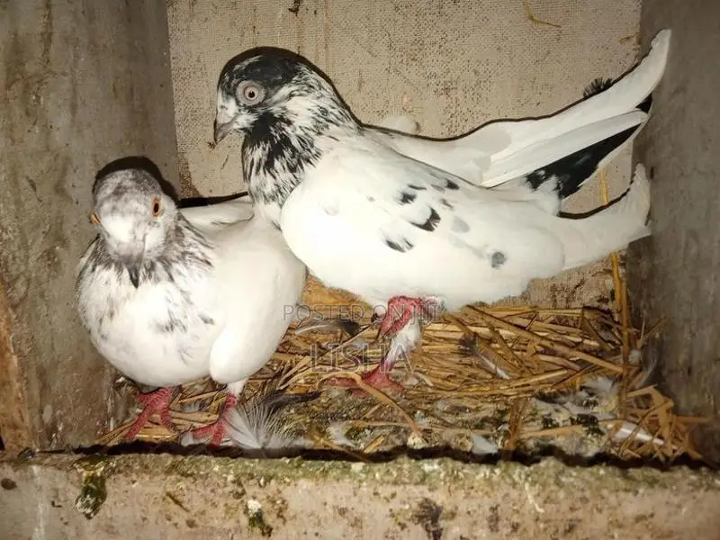Pigeon
