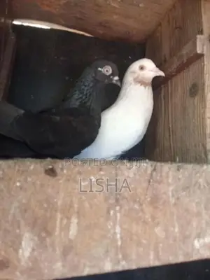 Pigeon