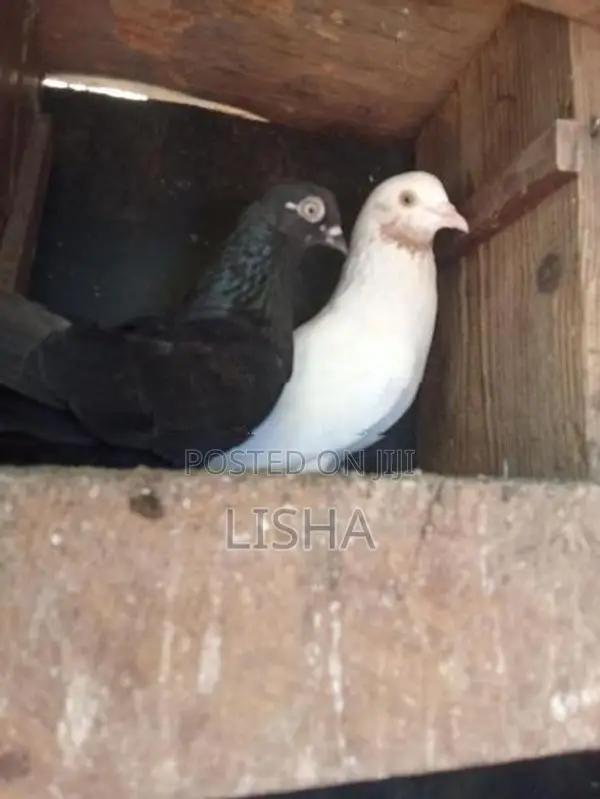 Pigeon