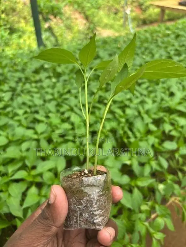 මිරිස් පැල Chili MICH – Hy1 (F1)