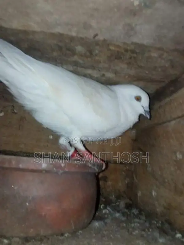 Pigeon