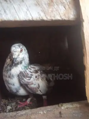 Pigeon
