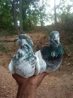 Pigeon