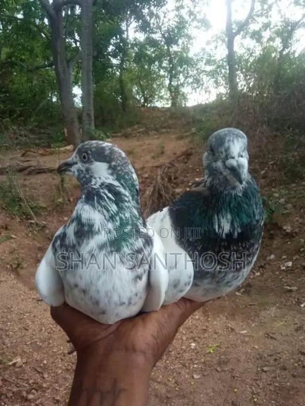 Pigeon