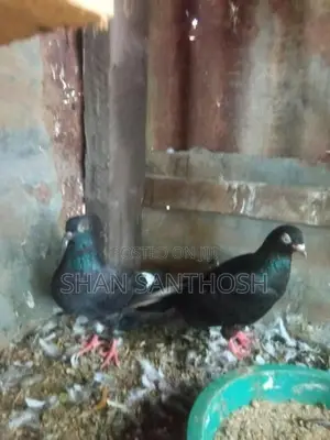 Pigeon