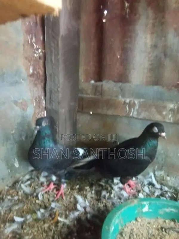 Pigeon