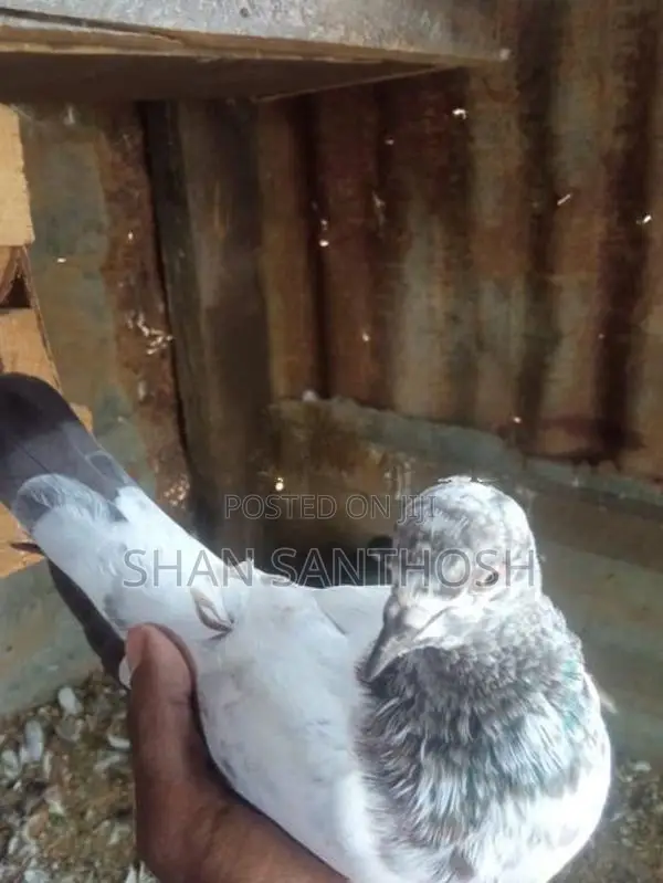 Pigeon