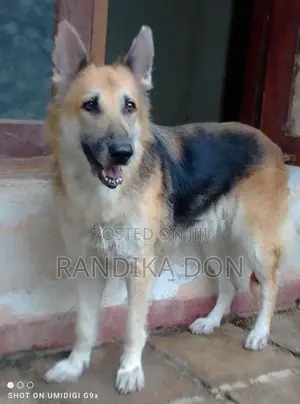 German Shepherd Female Dog