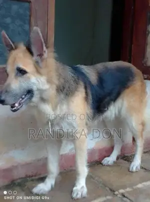 German Shepherd Female Dog