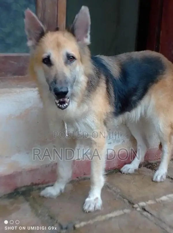 German Shepherd Female Dog