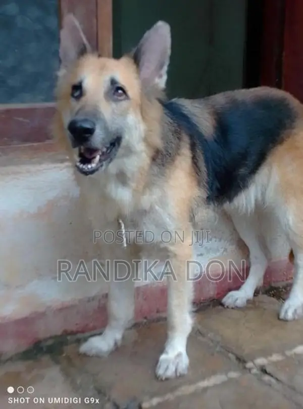 German Shepherd Female Dog