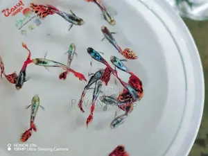 Dumbo Ear Mosaic Guppy Fish