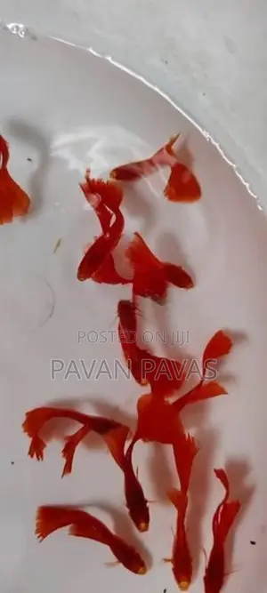 Dumbo Ear Mosaic Guppy Fish