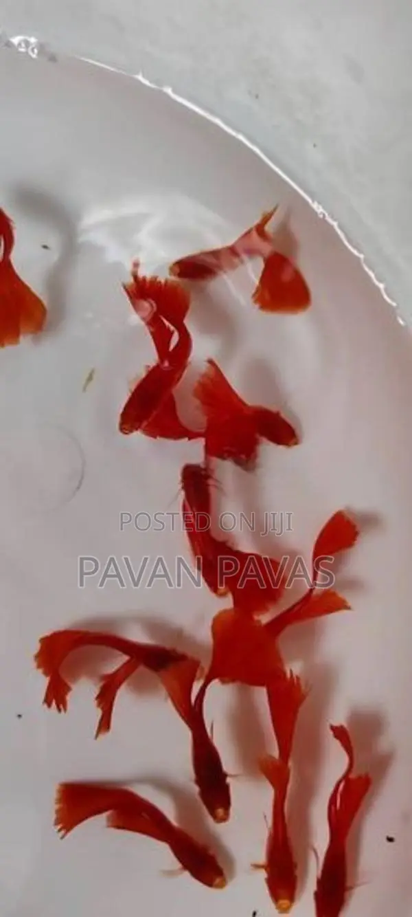Dumbo Ear Mosaic Guppy Fish