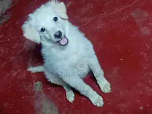 Lion Pomeranian Dog
