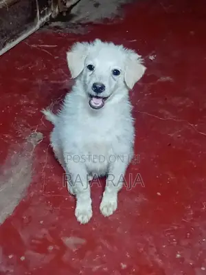 Lion Pomeranian Dog