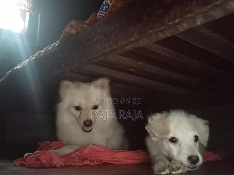 Lion Pomeranian Dog