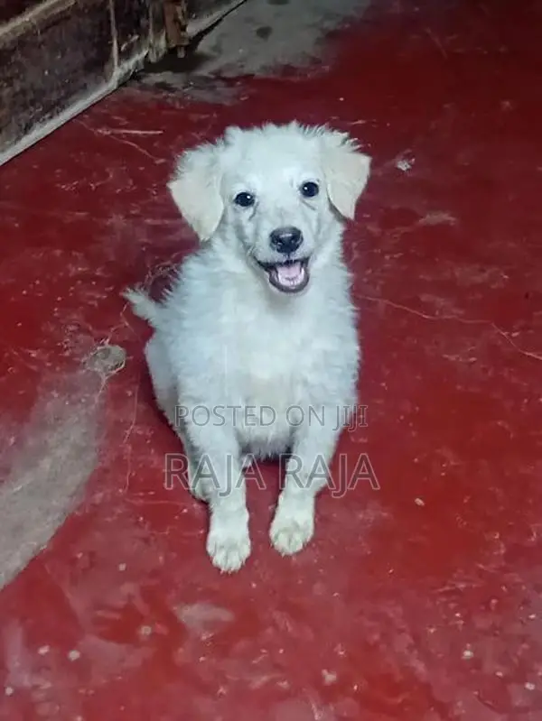 Lion Pomeranian Dog