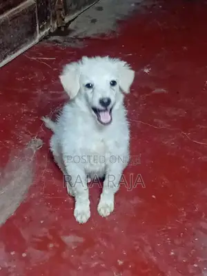 Lion Pomeranian Dog