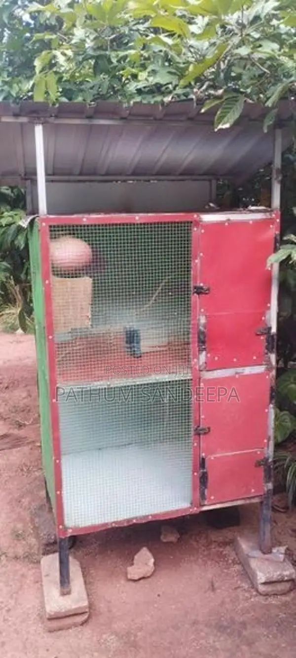 කුරුලු කූඩුව