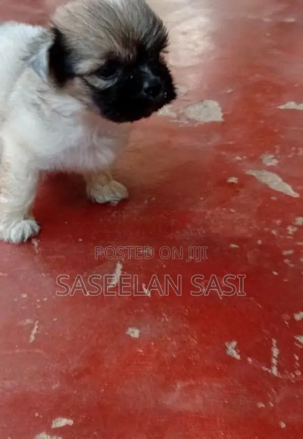 Zitsu Pappy