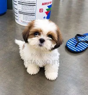 Shih Tzu Puppy