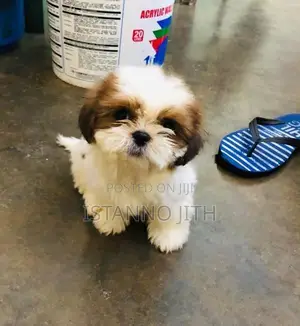 Shih Tzu Puppy