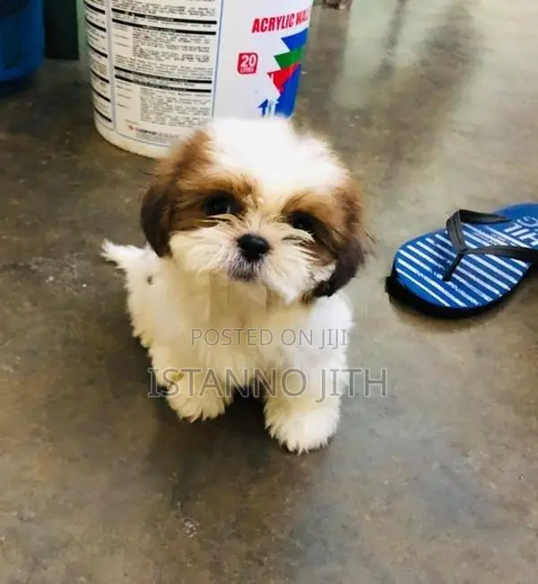 Shih Tzu Puppy