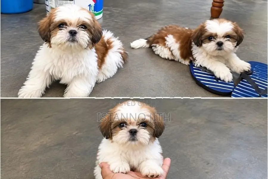 Shih Tzu Puppy