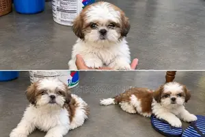 Shih Tzu Puppy