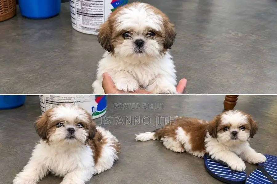 Shih Tzu Puppy