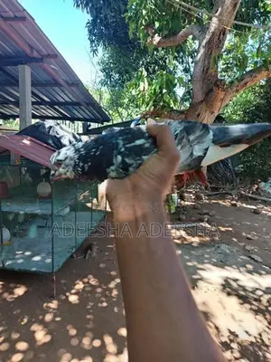 පරවියන්