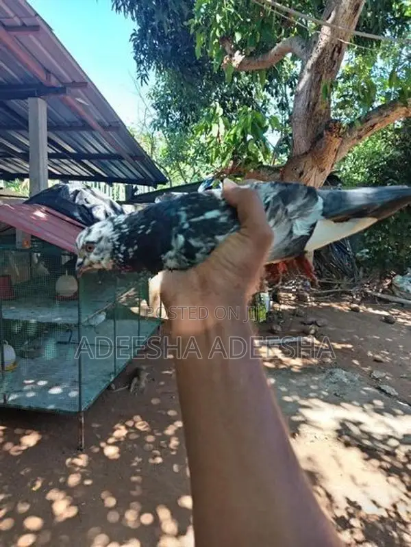 පරවියන්