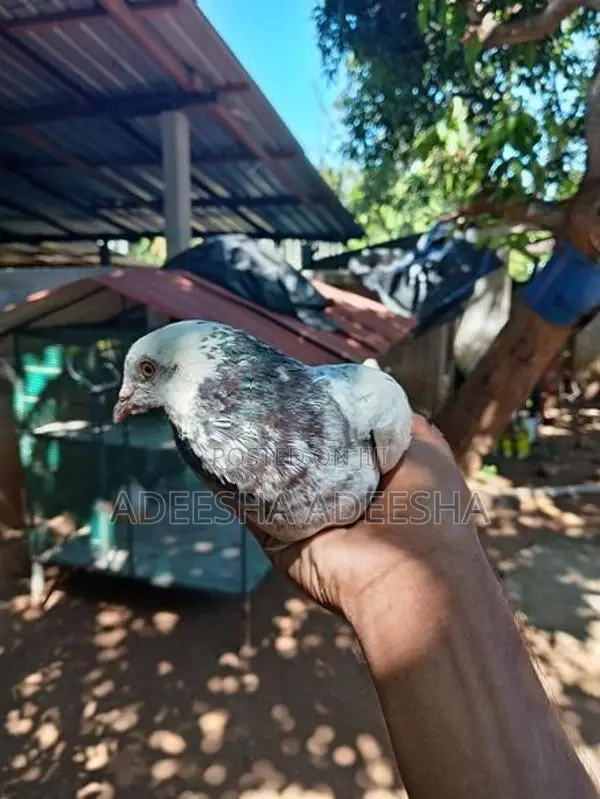 පරවියන්