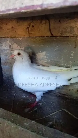 පරවියන්