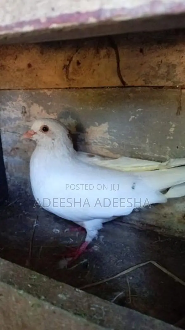 පරවියන්